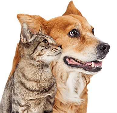 dog-cat-cutout Animal Hospital in Springfield: Cutout of Cat and Dog