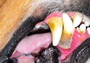 Dog teeth cleaning appointment at our animal hospital