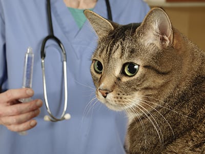 Cat with Vet for Pet Diagnostics