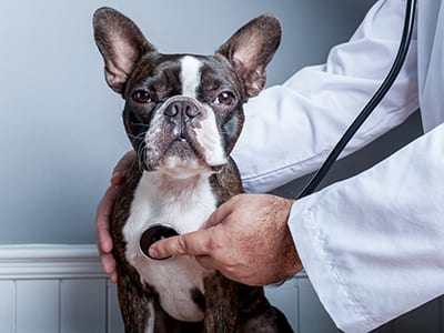 Veterinarians Chatham, IL | Myers Animal Clinic