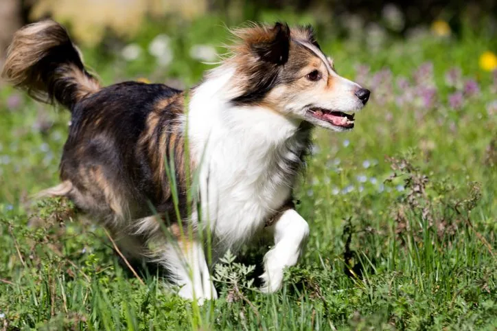 smiling dog playing in grass